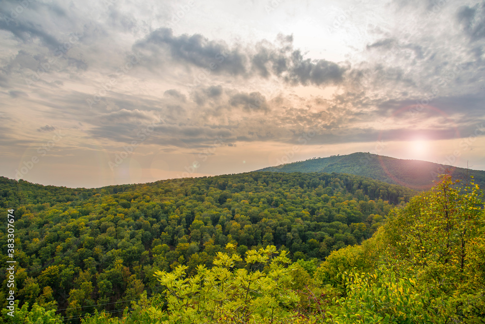 Forest in a early fall at the sunset