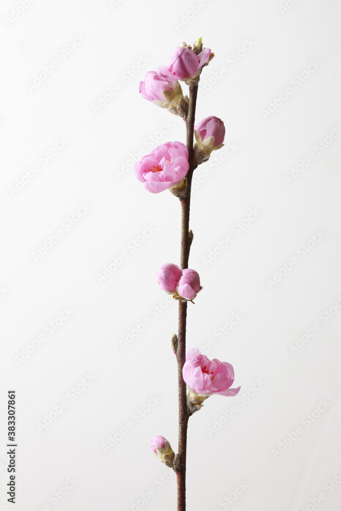 Fototapeta premium 桃の花