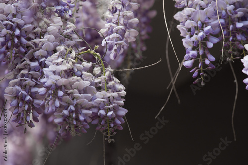 Flores de glicinia color violeta en vistosos racimos en primavera.
La wisteria, glicina o glicinia (Wisteria sinensis) es una maravillosa enredadera capaz de cubrir cualquier fachada  photo
