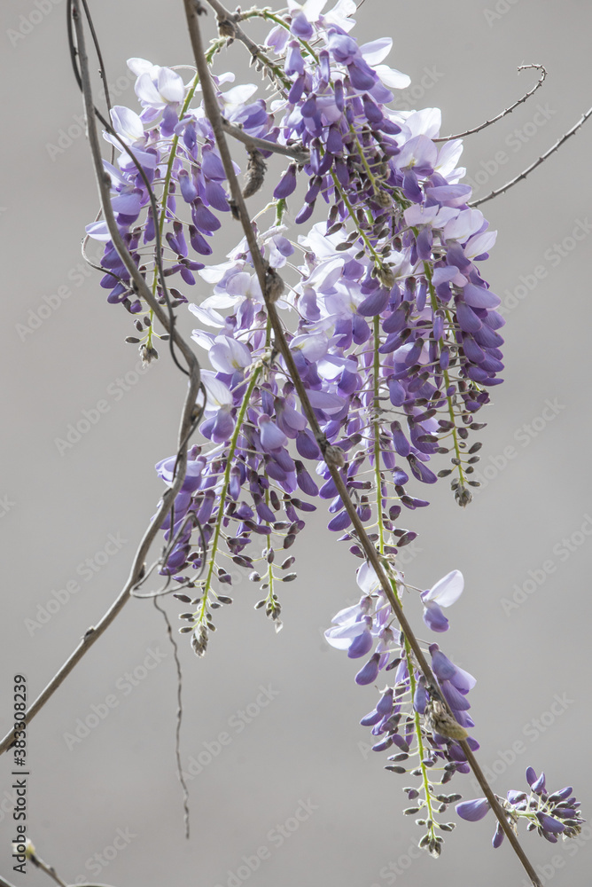 Flores de glicinia color violeta en vistosos racimos en primavera.
La wisteria, glicina o glicinia (Wisteria sinensis) es una maravillosa enredadera capaz de cubrir cualquier fachada 
