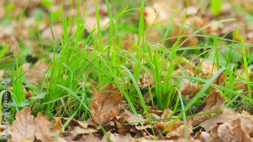 A magical autumn lawn with colorful red and green grass. close up A magical autumn lawn with colorful red and green grass. close up