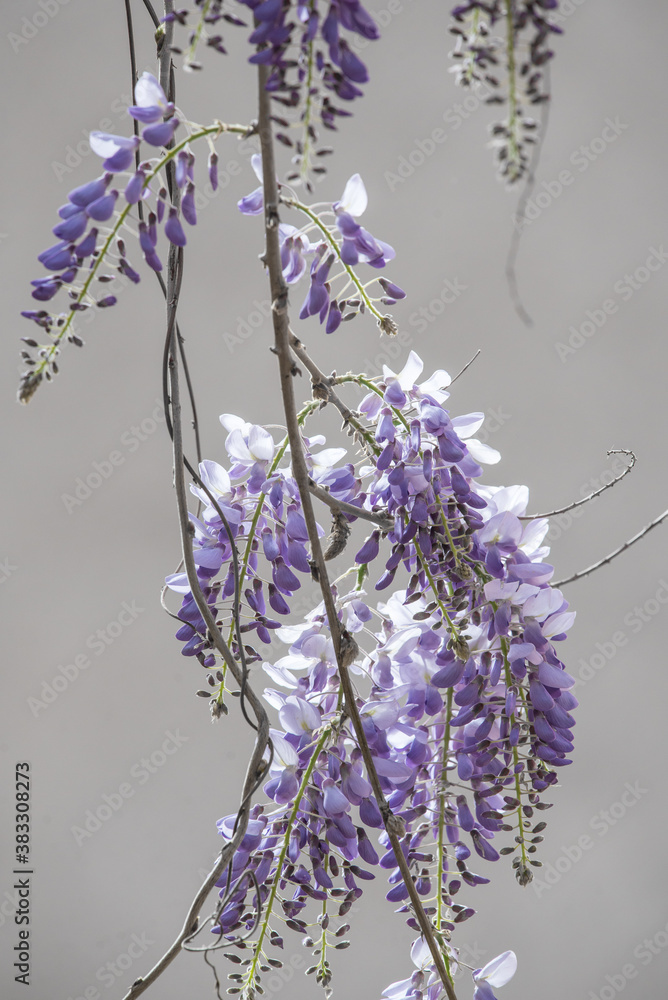 Flores de glicinia color violeta en vistosos racimos en primavera. La  wisteria, glicina o glicinia (Wisteria sinensis) es una maravillosa  enredadera capaz de cubrir cualquier fachada Stock Photo | Adobe Stock