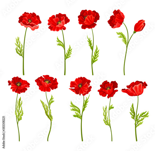 Red Poppy as Herbaceous Flowering Plant on Stem Vector Set