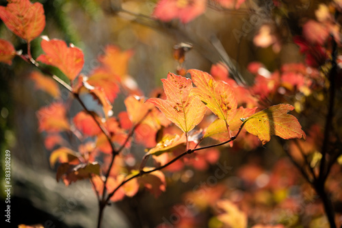 Bright red leaves of autumn viburnum illuminated by the sun