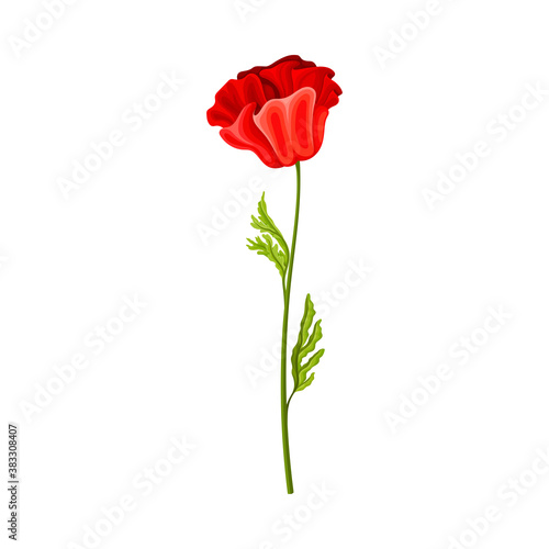 Scarlet Poppy as Herbaceous Flowering Plant on Thin Stem with Green Leaves Vector Illustration