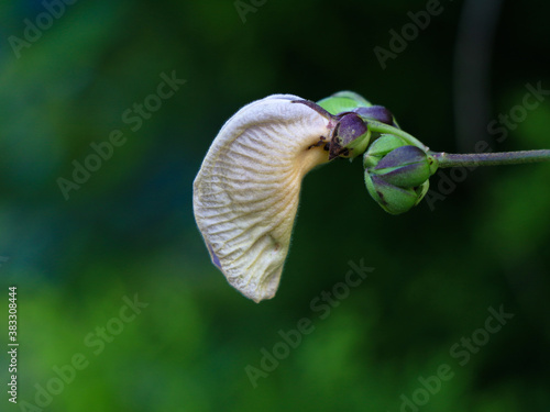 Light violet color flower of a wild pulse plant