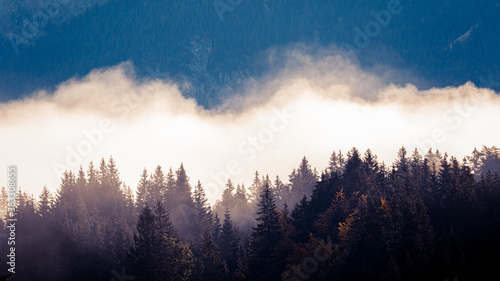 Bäume in Wolken