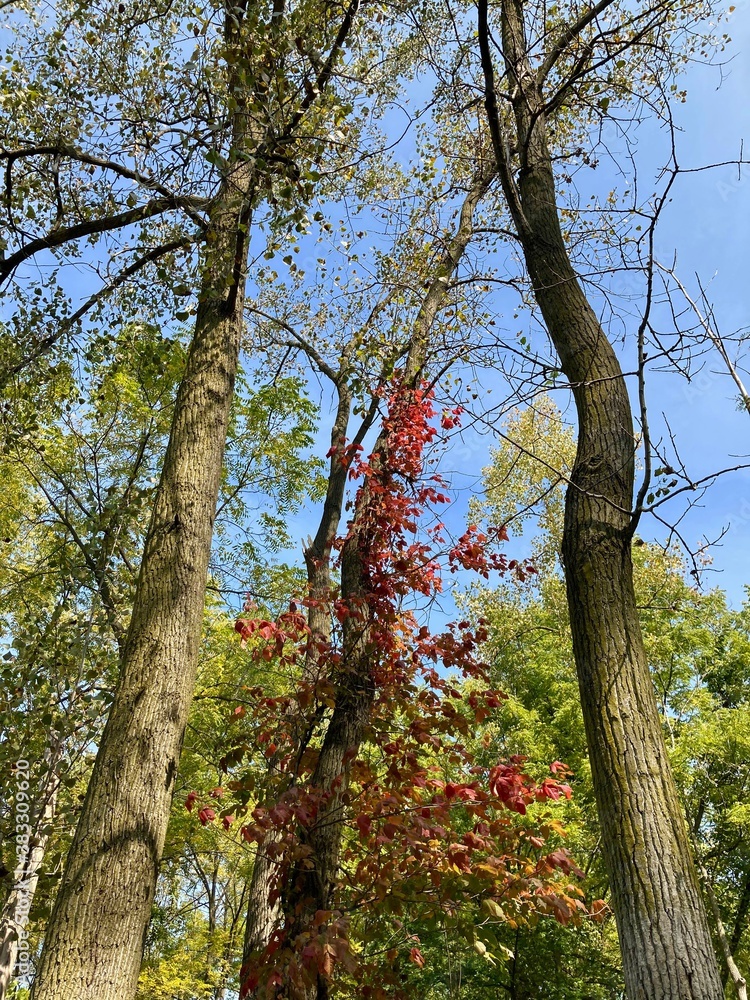 Fototapeta premium sunlight on trees in autumn