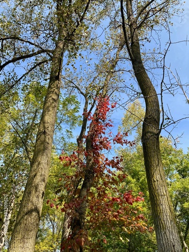 sunlight on trees in autumn