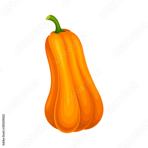 Ripe Orange Pumpkin with Smooth Skin Isolated on White Background Vector Illustration