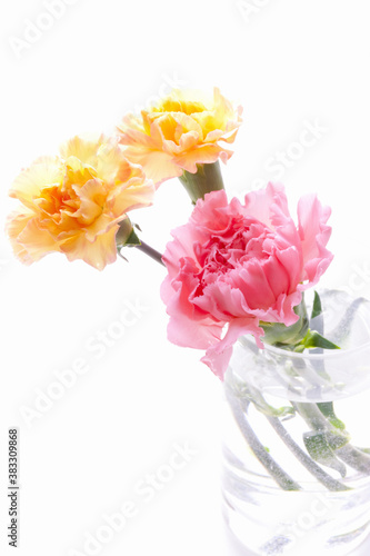 Wallpaper Mural カーネーション Torontodigital.ca