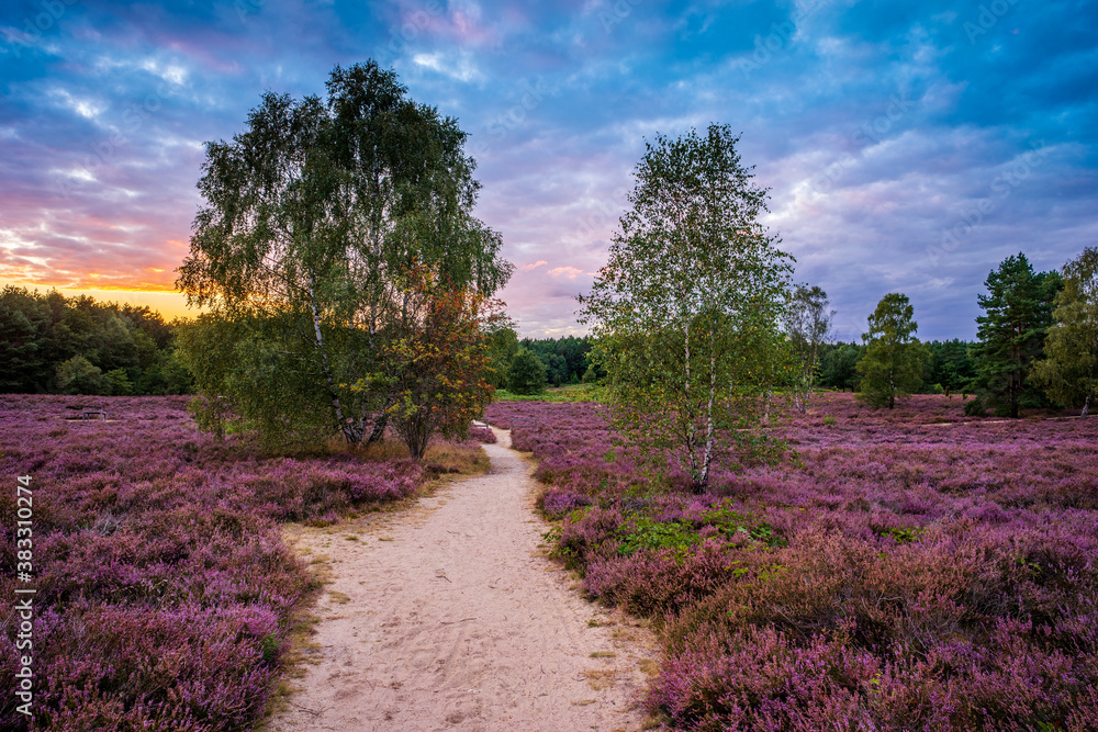 Fototapeta premium Heidschnuckenweg bei Hermannsburg