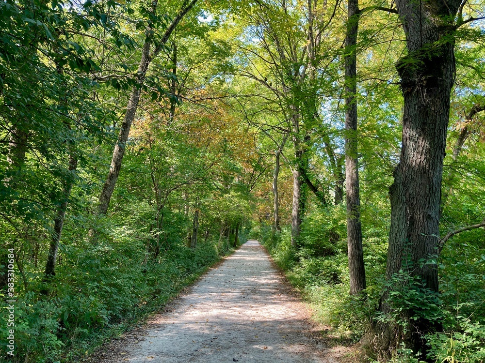 autumn path in the forest autumn path in the forest