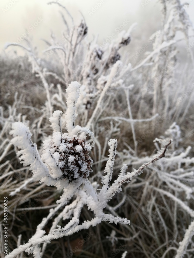 frost covered branches