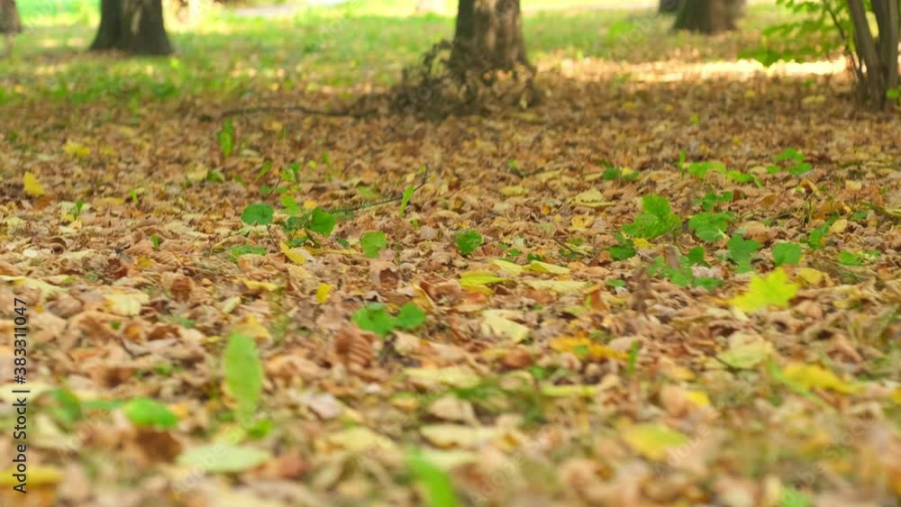 A magical autumn lawn with colorful red and green grass. close up A magical autumn lawn with colorful red and green grass. close up