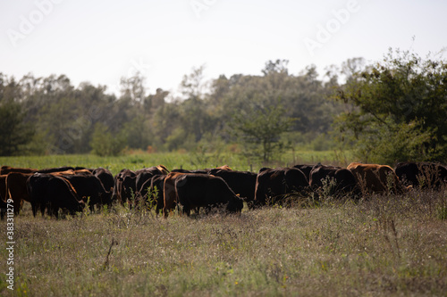 Wallpaper Mural Angus en el campo argentino Torontodigital.ca