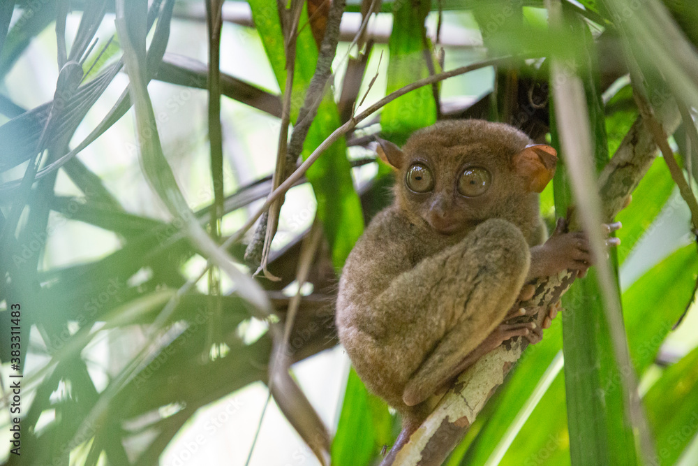 Fototapeta premium The tarsier is a nocturnal primate. It eat insects. It is so small that it can fit in hands.