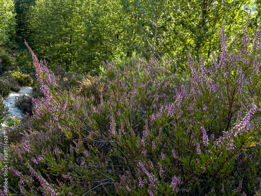 Flowers in the wild Flowers in the wild