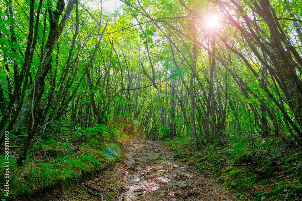 Fototapeta premium footpath in the green forest with sunlight. Natural background. Travel, way, success concept