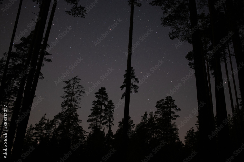 Fototapeta premium Night forest