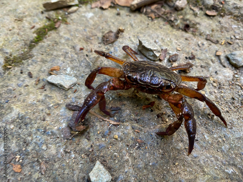A Crab in the wild 