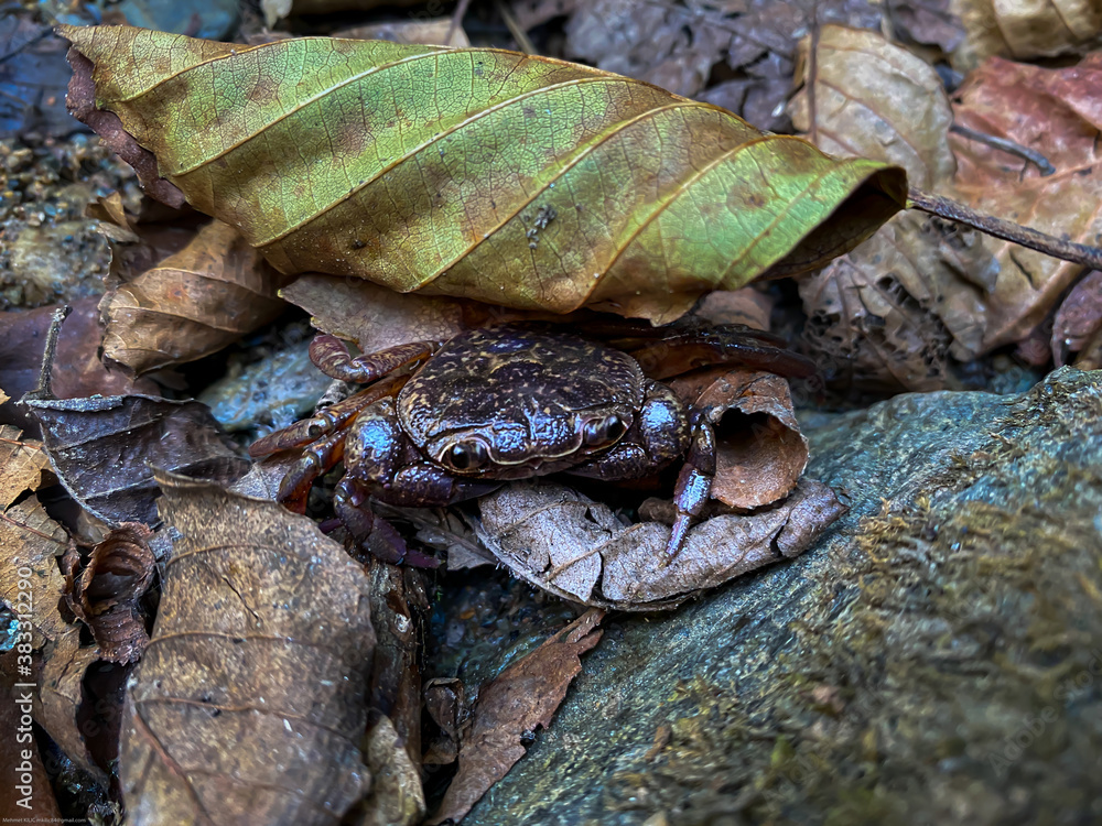 A Crab in the wild A Crab in the wild