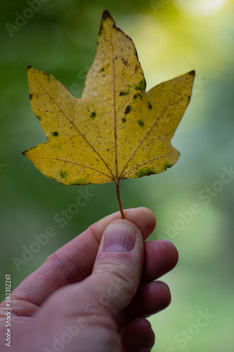 leaf in hand