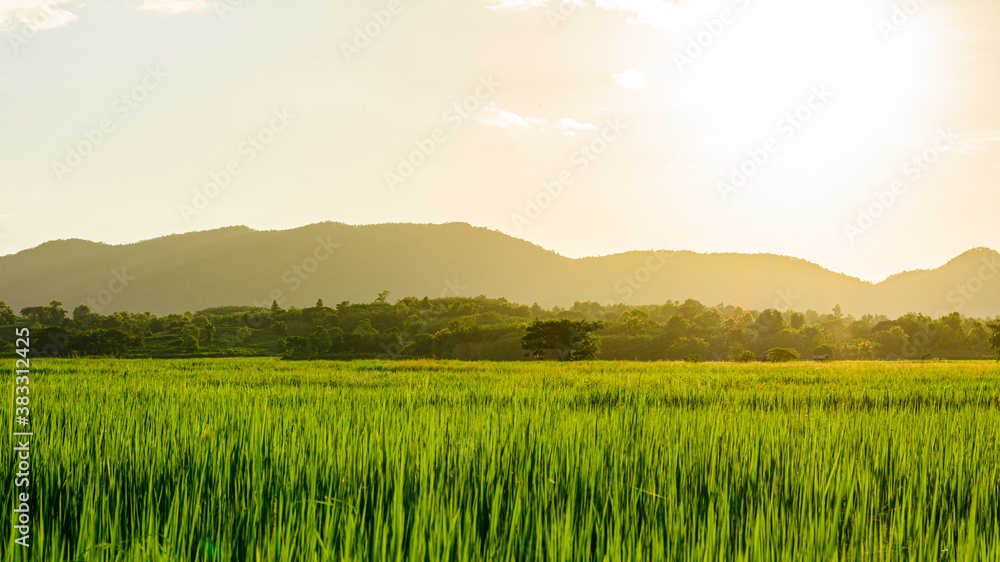 Scene of sunset or sunrise on the field with rice in the summer at northern of thailand.