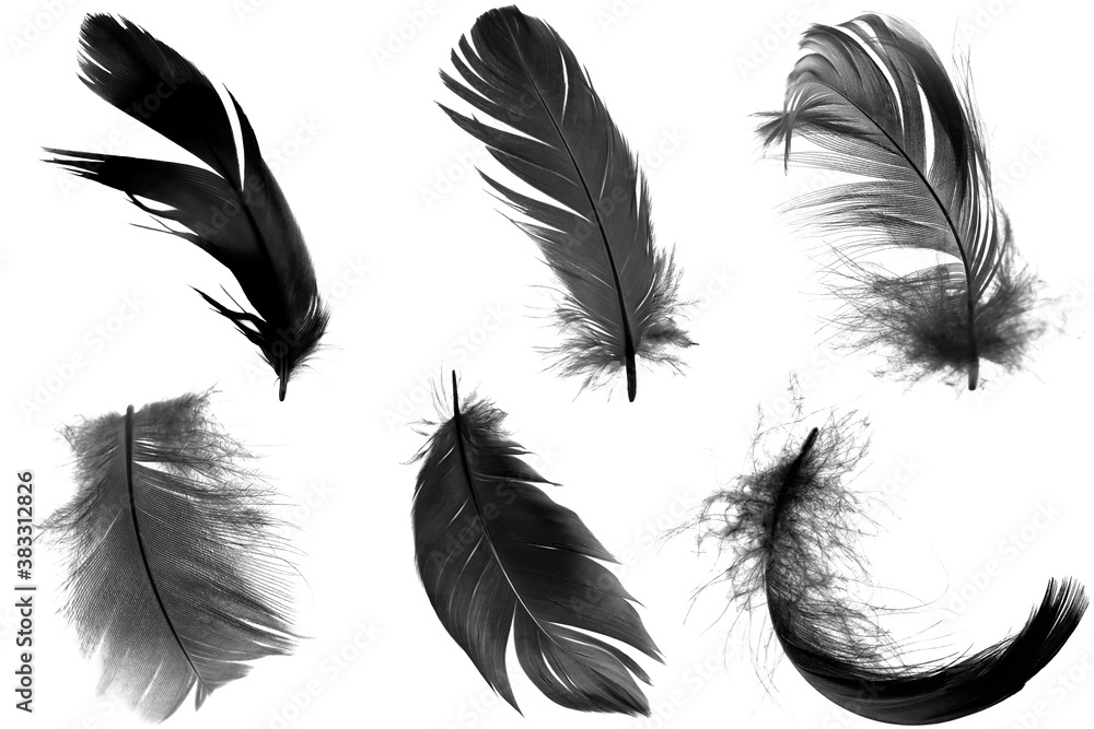 Obraz premium Beautiful collection black feather isolated on white background