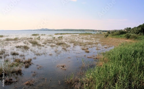 vegetation of Lake Vrana  near Zadar  Croatia