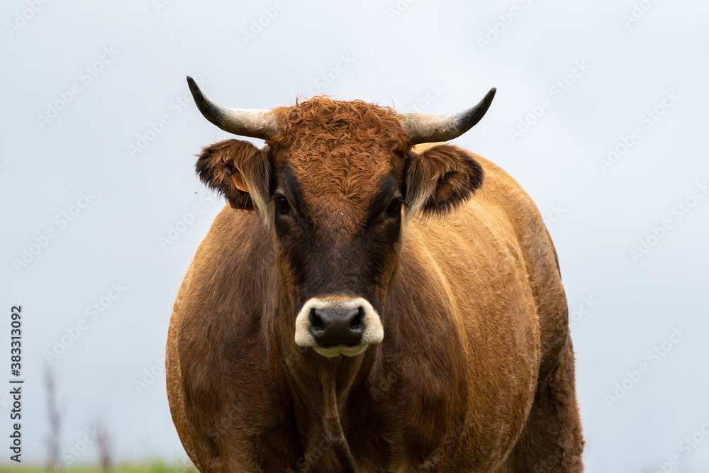 limousin cow with horns and white muzzle limousin cow with horns and white muzzle