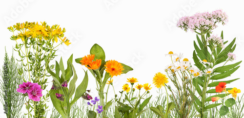 Meadow with medicinal plants such as arnica  marigold  valerian and others