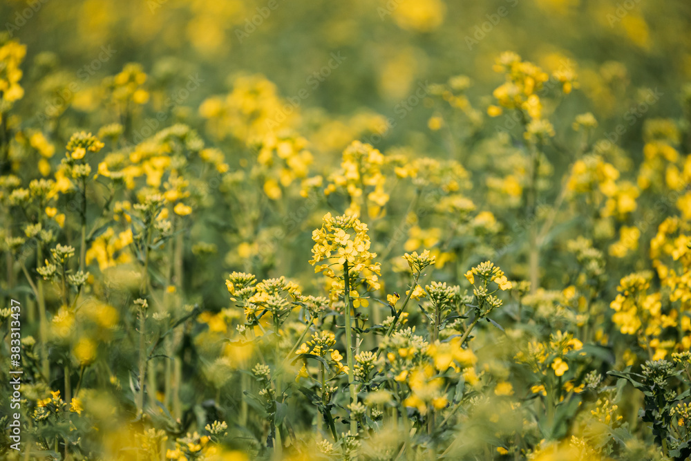 Close Up Of Young Canola Colza Yellow Flowers. Rapeseed, Oilseed Field Meadow Close Up Of Young Canola Colza Yellow Flowers. Rapeseed, Oilseed Field Meadow