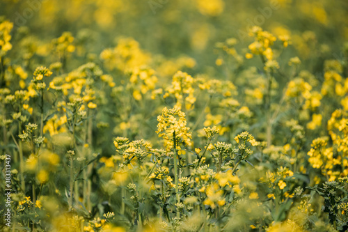 Close Up Of Young Canola Colza Yellow Flowers. Rapeseed  Oilseed Field Meadow