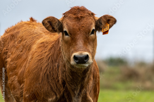 brown limousin cow in a field in Luxembourg