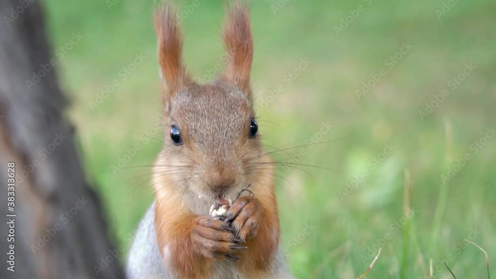 Squirrel with a fluffy tail nibbles a nut, slow motion. Wildlife, fluffy squirrel chewing on an acorn. Squirrel eats close-up. Zoology, mammals, nature. Small rodent. Squirrel changes color by winter. Squirrel with a fluffy tail nibbles a nut, slow motion. Wildlife, fluffy squirrel chewing on an acorn. Squirrel eats close-up. Zoology, mammals, nature. Small rodent. Squirrel changes color by winter.