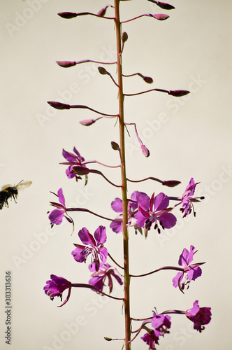 Abeja y flor en los alpes franceses