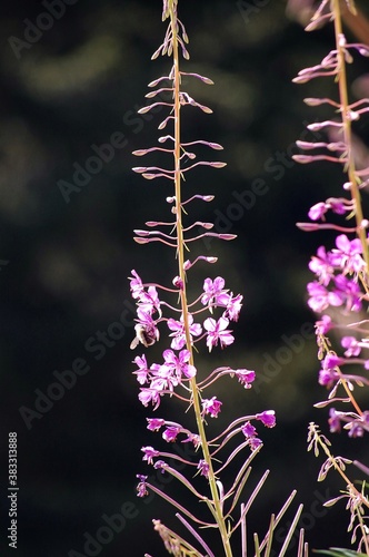 Abeja y flor en los alpes franceses