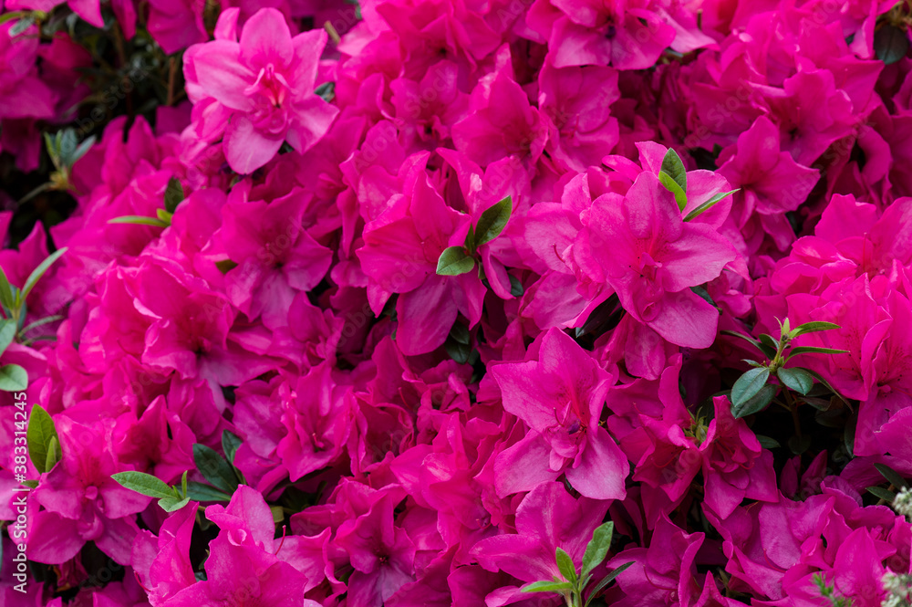 Azallee Blüte Azallee Blüte