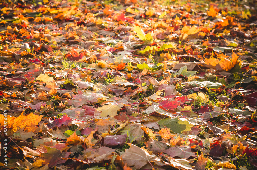 yellow leaves lie on the ground illuminated by the sun.Autumn bright background. yellow leaves lie on the ground illuminated by the sun.Autumn bright background.