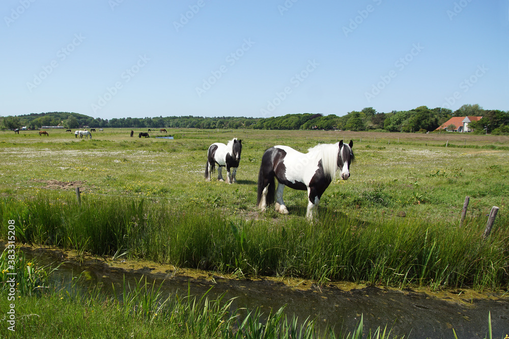 Pasture landscape. Gypsy Vanners horses grazing in the meadow in May in the Netherlands. Near the village Bergen and the dunes Pasture landscape. Gypsy Vanners horses grazing in the meadow in May in the Netherlands. Near the village Bergen and the dunes