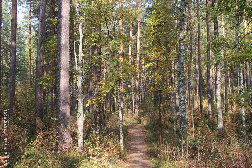 Fototapeta premium Topeliuksenpolku, Punkaharju, Finland