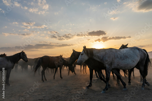 Wild horses run in foggy at sunset. Between Cappadocia and Kayseri  Turkey