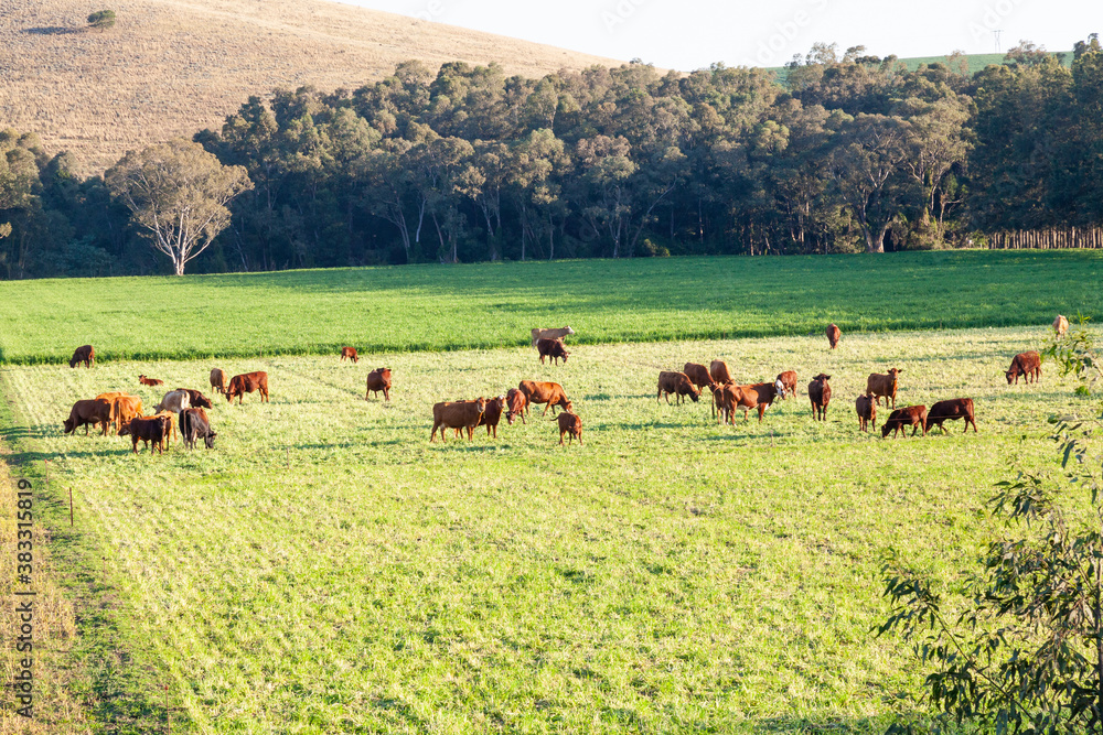 Mixed herd of red brown  beef and  dairy cattle grazing in a lush pasture at sunset in winter