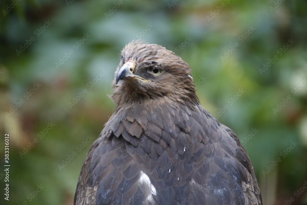 A Lesser Spotted Eagle in the National Park Bavarian Forest A Lesser Spotted Eagle in the National Park Bavarian Forest