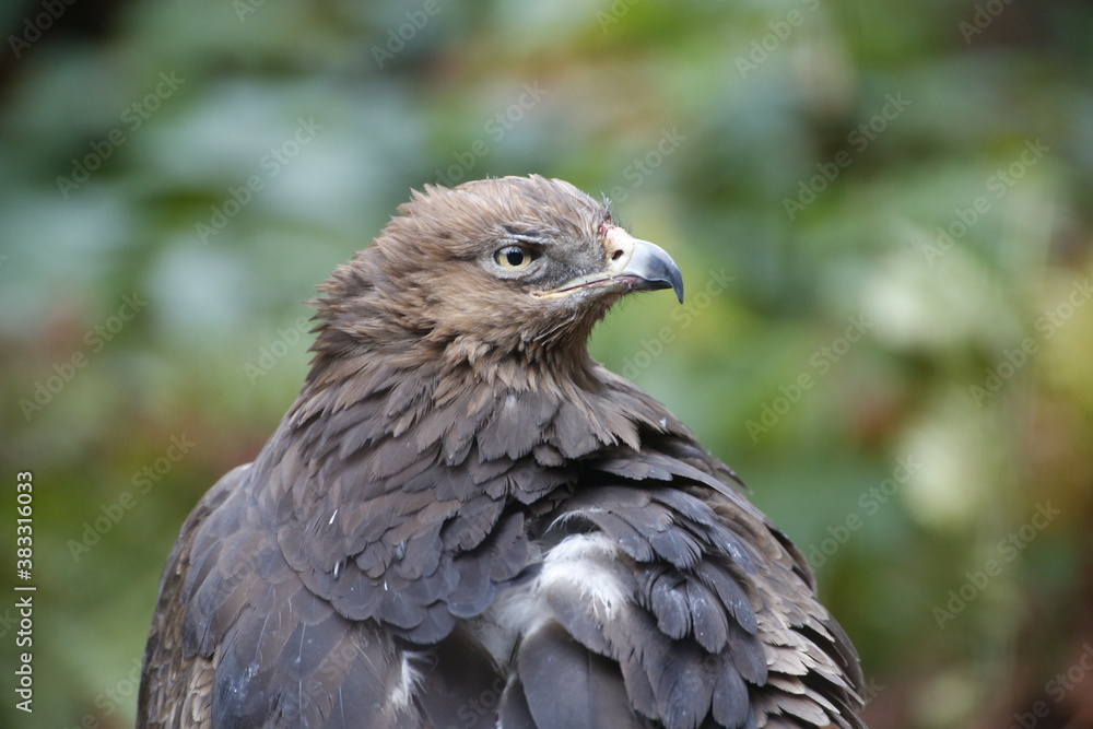 A Lesser Spotted Eagle in the National Park Bavarian Forest A Lesser Spotted Eagle in the National Park Bavarian Forest