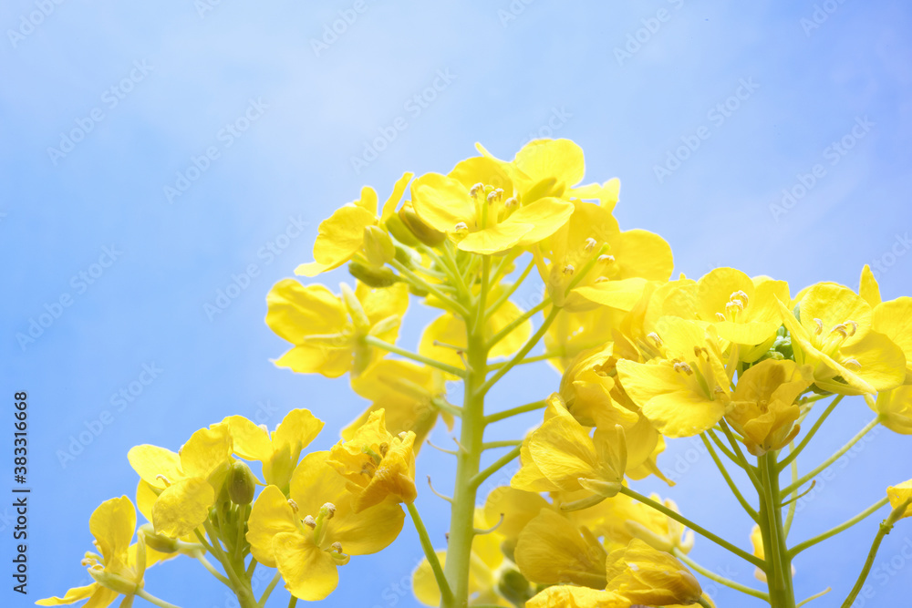 Fototapeta premium 菜の花