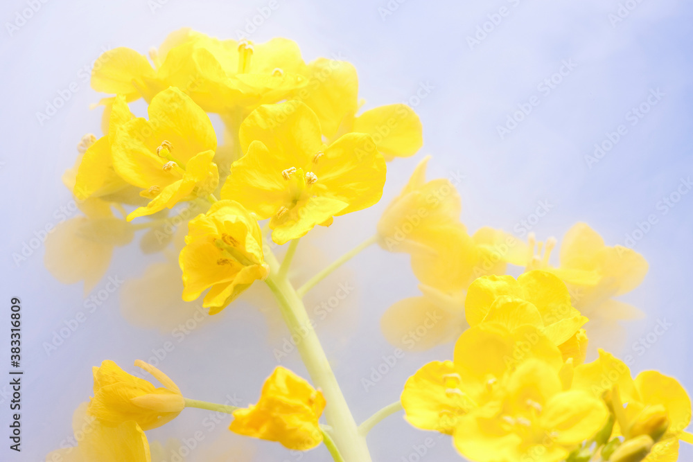 菜の花 菜の花