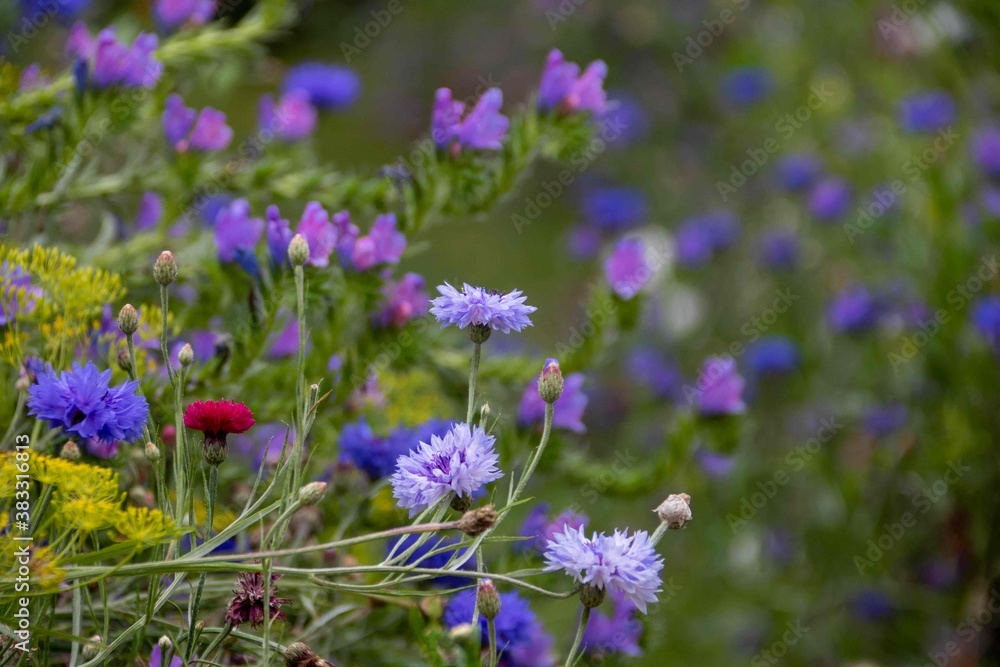 beautiful colourful cornflowers in a wild flower meadow beautiful colourful cornflowers in a wild flower meadow