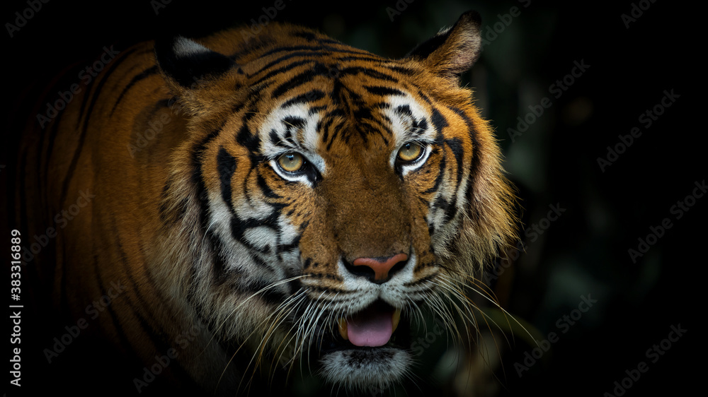 The tiger walks in the forest to find food. (Panthera tigris corbetti) in the natural habitat, wild dangerous animal in the natural habitat, in Thailand. The tiger walks in the forest to find food. (Panthera tigris corbetti) in the natural habitat, wild dangerous animal in the natural habitat, in Thailand.